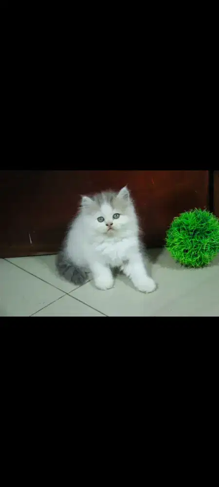 kucing kitten anakan anggora persia peaknose mainecoon ragdoll himalay