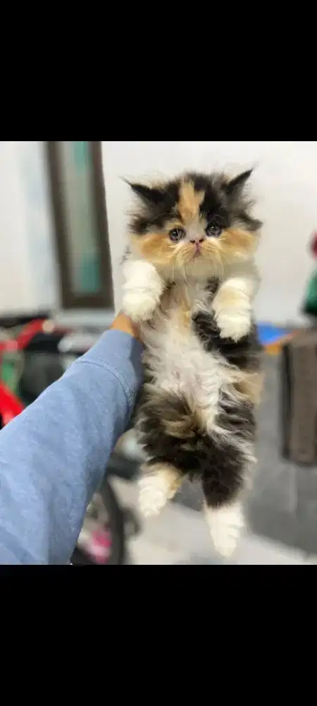 kucing kitten anakan persia anggora himalaya munchkin mainecoon