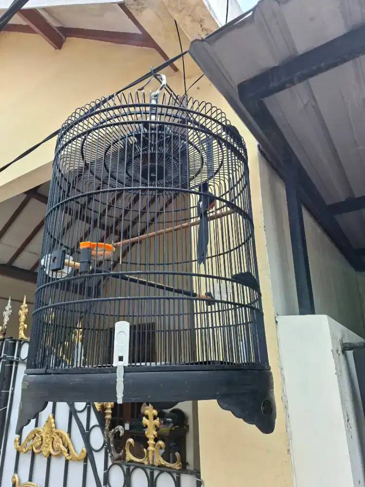 Murai medan MH 3urakan gacor dor