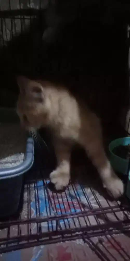 Kucing persia ekor panjang