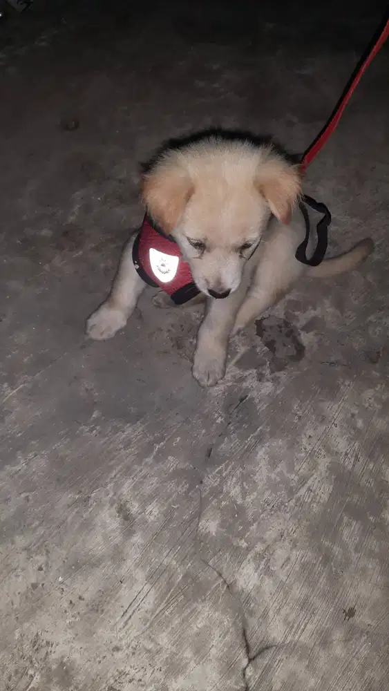 Adop anak anjing - Labrador Retriever