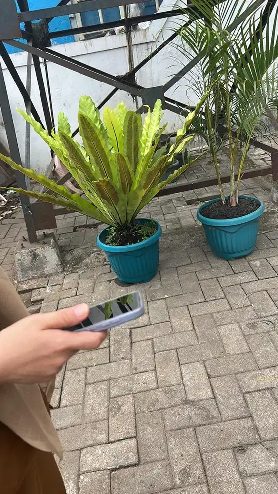 Dijual tanaman * pot bunga nya