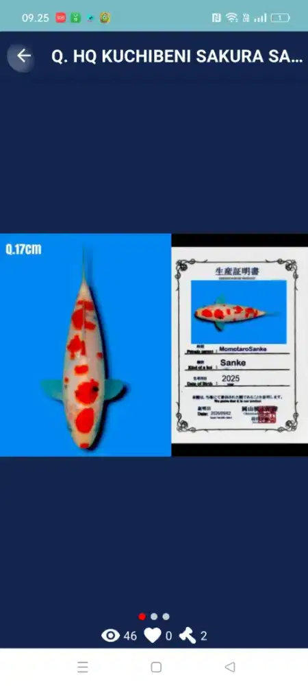 Ikan koi import tosai sertipikat calon jumbo original murah