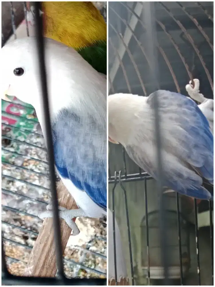 Burung lovebird biola euwing violet