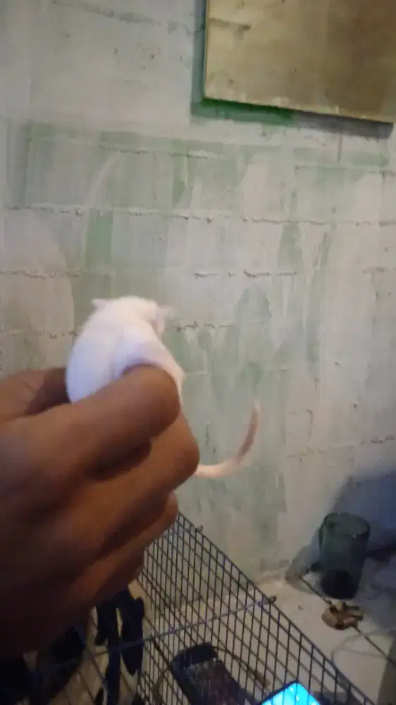 Sugar glider Joey jantan