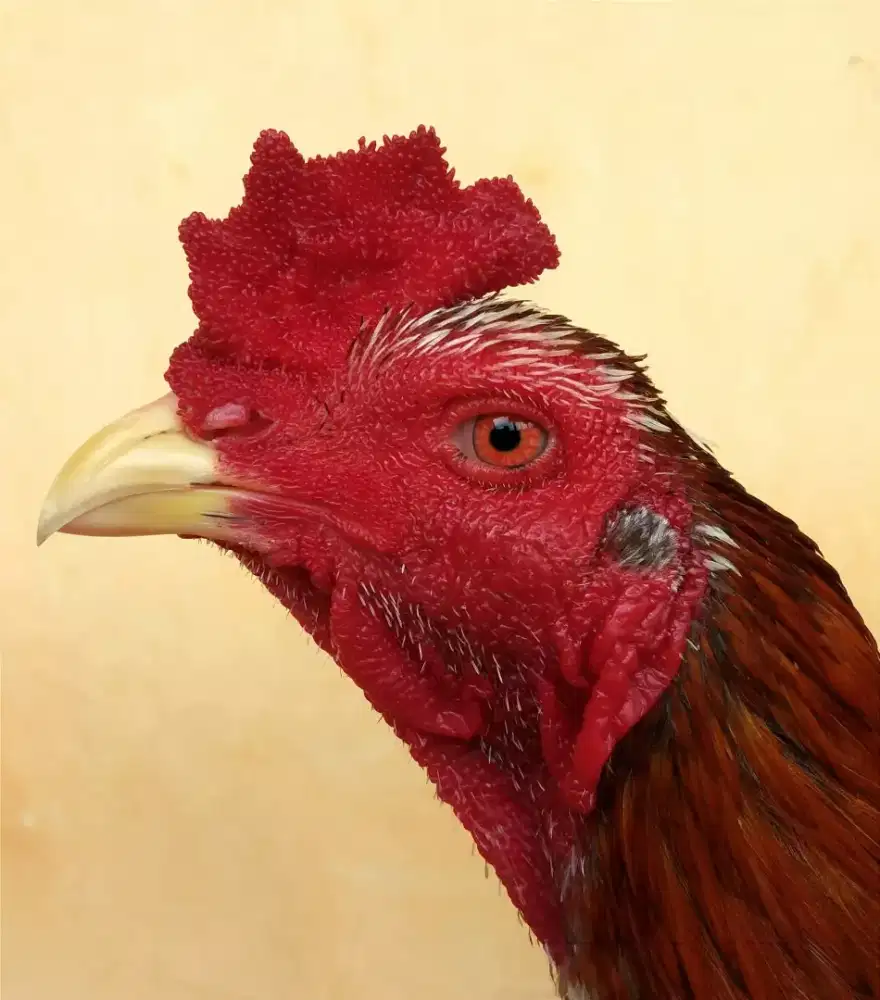 Ayam Line PamaKhoy, Umur 7 Bulan, Ukuran 3, Tulang Kasar + Mewah