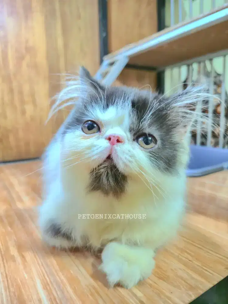 Kucing Kitten Persia Peaknose Betina