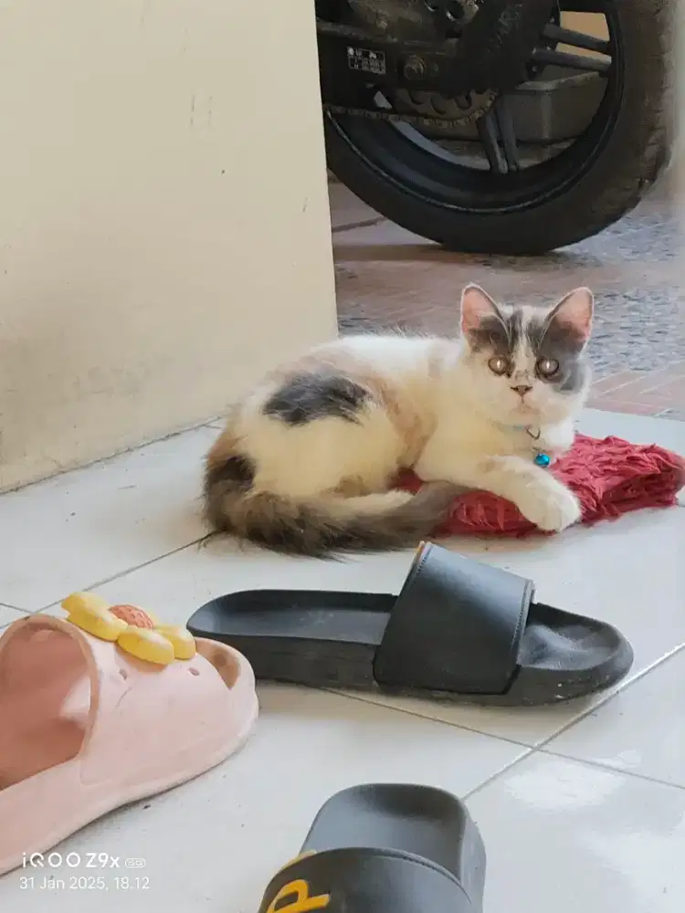 Kucing Ras Persia Flatnose