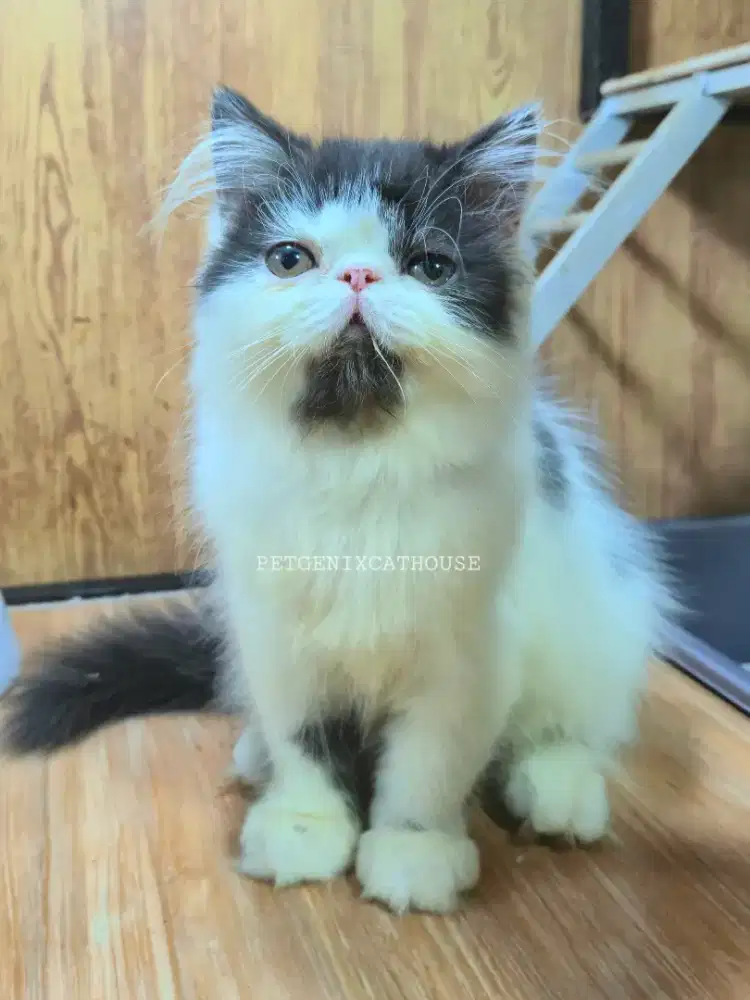 Kucing Persia Peaknose Kitten Betina