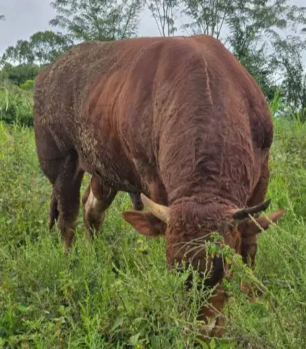 Tabungan 6jt-an/bln 7x sapi qurban 600kiloanUP timbang riil jamin puas