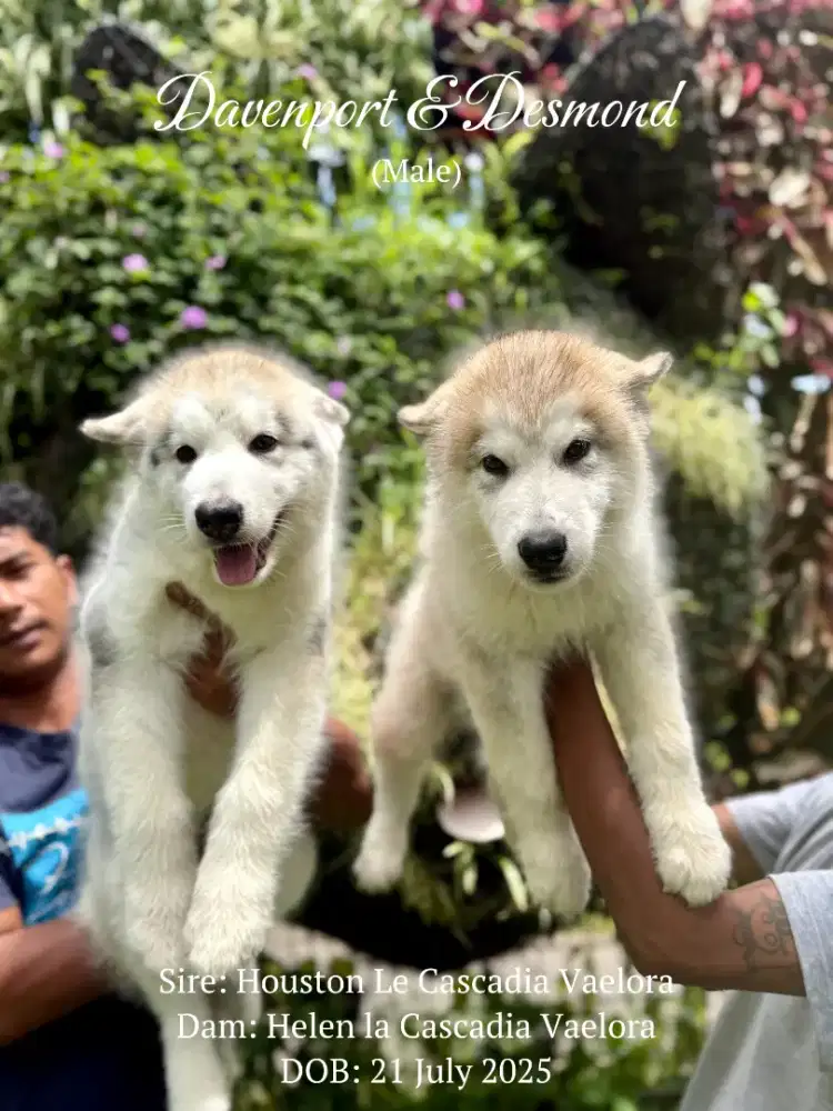 OPEN BOOKING SUPERB QUALITY ALASKAN MALAMUTE PUPPY