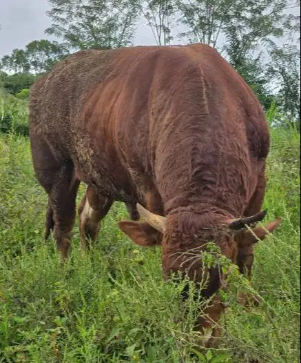 cicilan 6jt-an/bln 7x sapi qurban 600kiloanUP timbang riil jamin puas