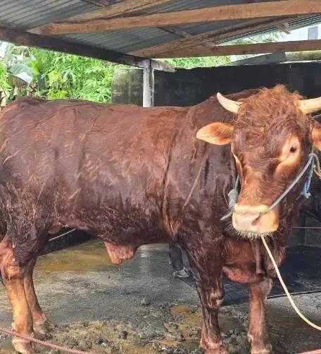 cicilan 6jt-an/bln 7x sapi qurban 600kiloanUP timbang riil jamin puas