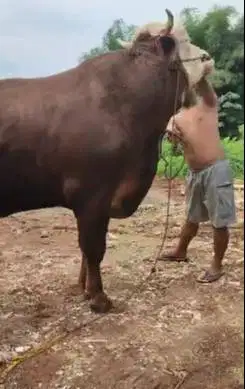 tabungan qurban 6jt-an/bln 7x sapi qurban 600kiloanUP timbang riil top