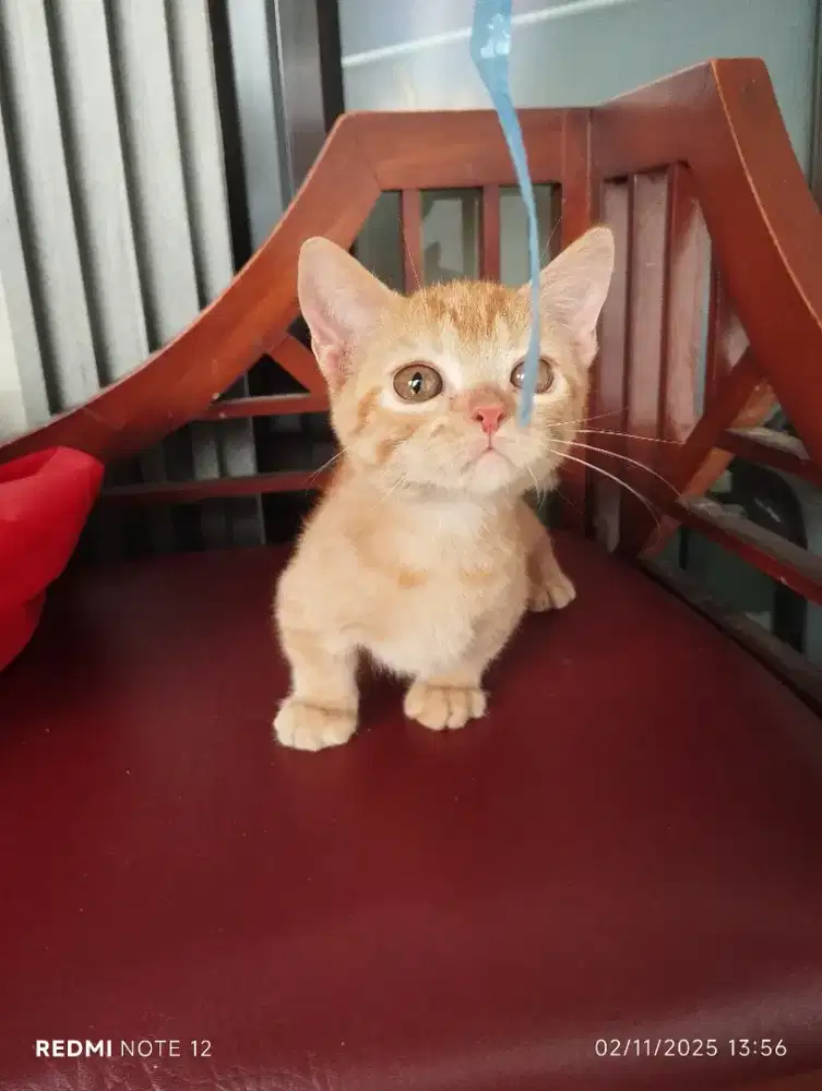 Munchkin jantan 3,5bln