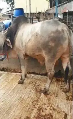 cicilan 6jt-an/bln 7x sapi qurban 600kiloanUP timbang riil jamin puas