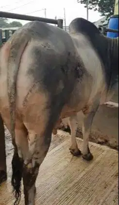 cicilan 6jt-an/bln 7x sapi qurban 600kiloanUP timbang riil jamin puas