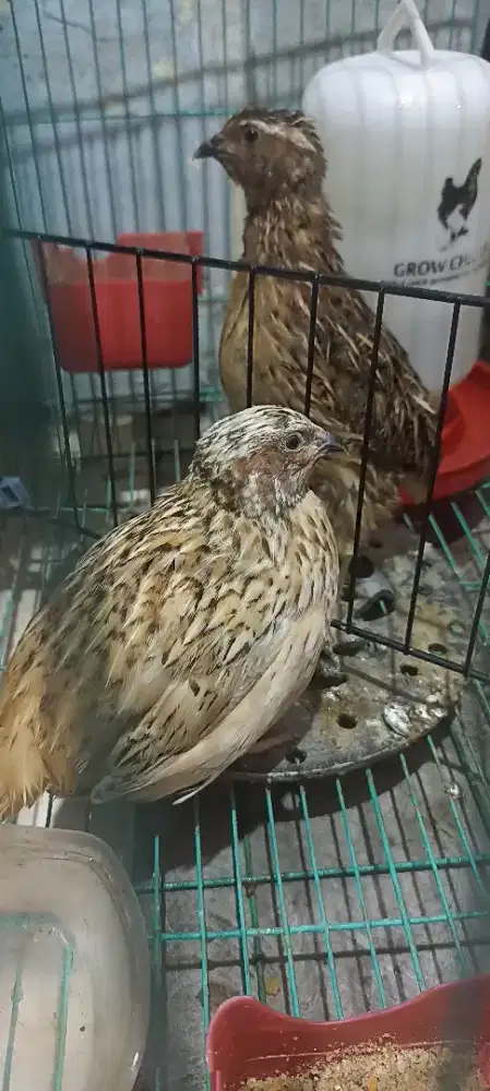 Burung Puyuh Di jual