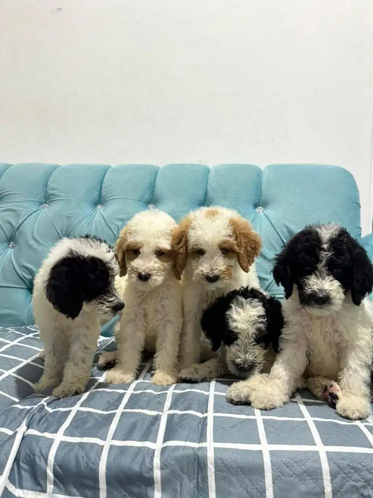 Giant poodle jantan & betina lokasi bogor