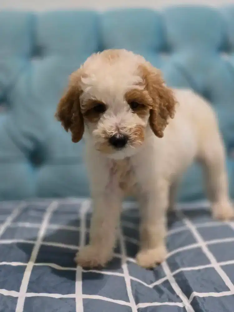 GIANT poodle jantan dan betina