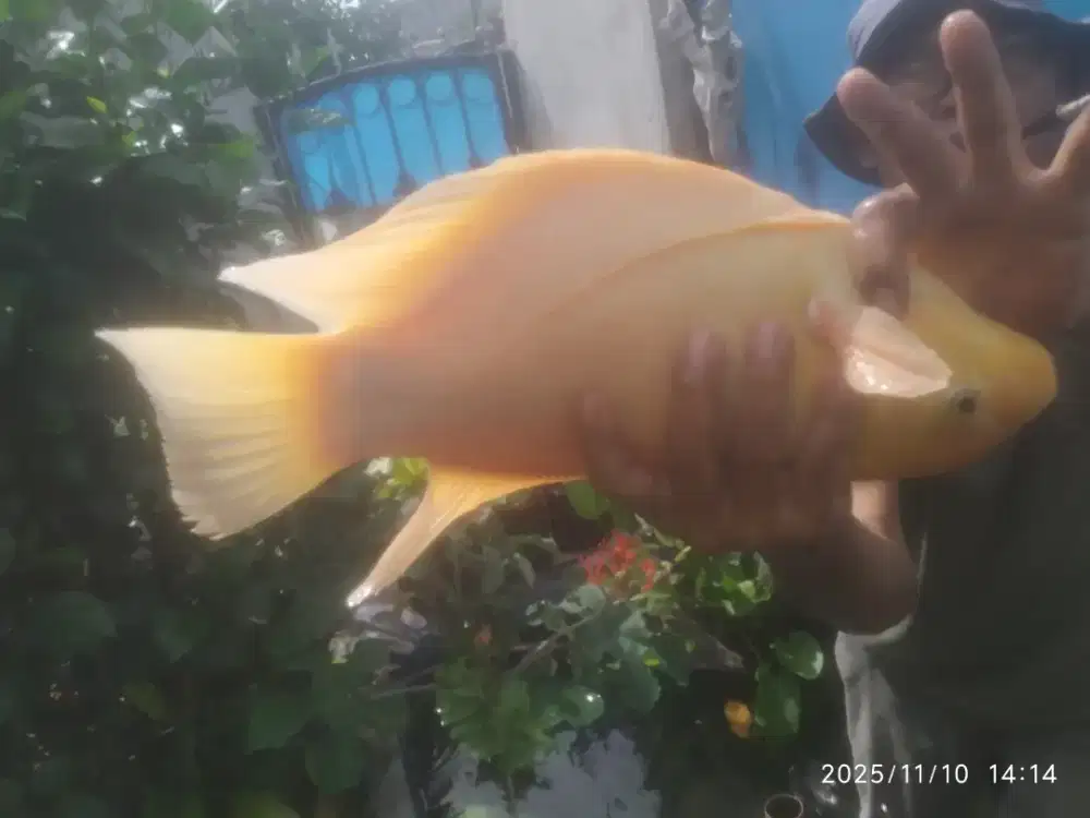 Ikan hias gurame padang