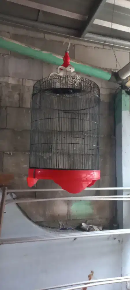 Kandang burung murai harga net ya