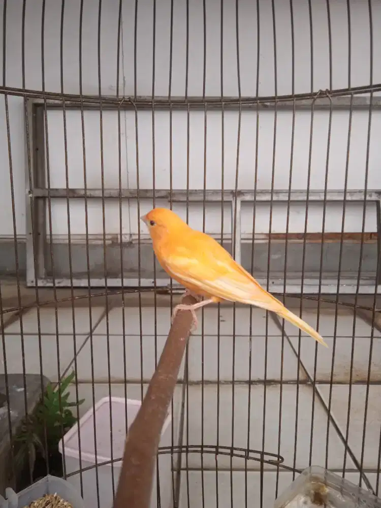 Kenari gacor volume++