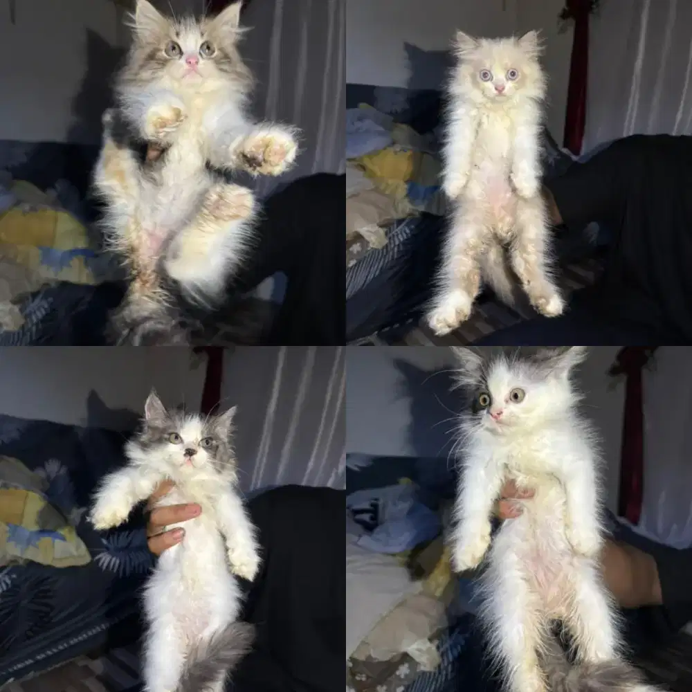 Lepas adopt kucing Persia