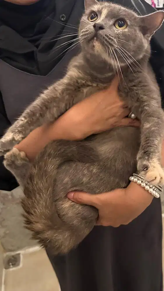 Kucing british short hair blue cream tortie