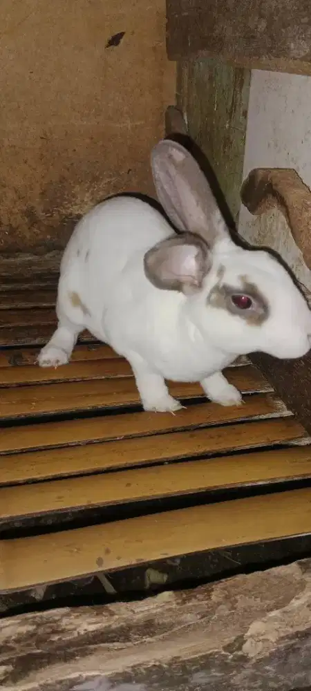 kelinci mini rex dewasa