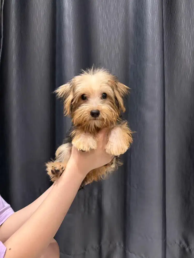 Yorkie /yorkshire terrier jantan stambum vaksin chip murmer