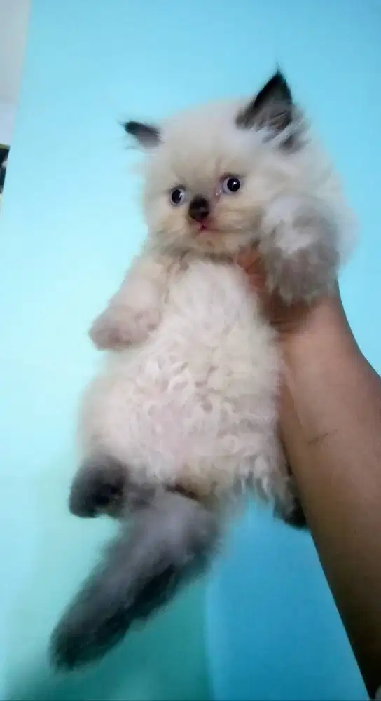 Kucing kitten Himalaya Ragdoll super