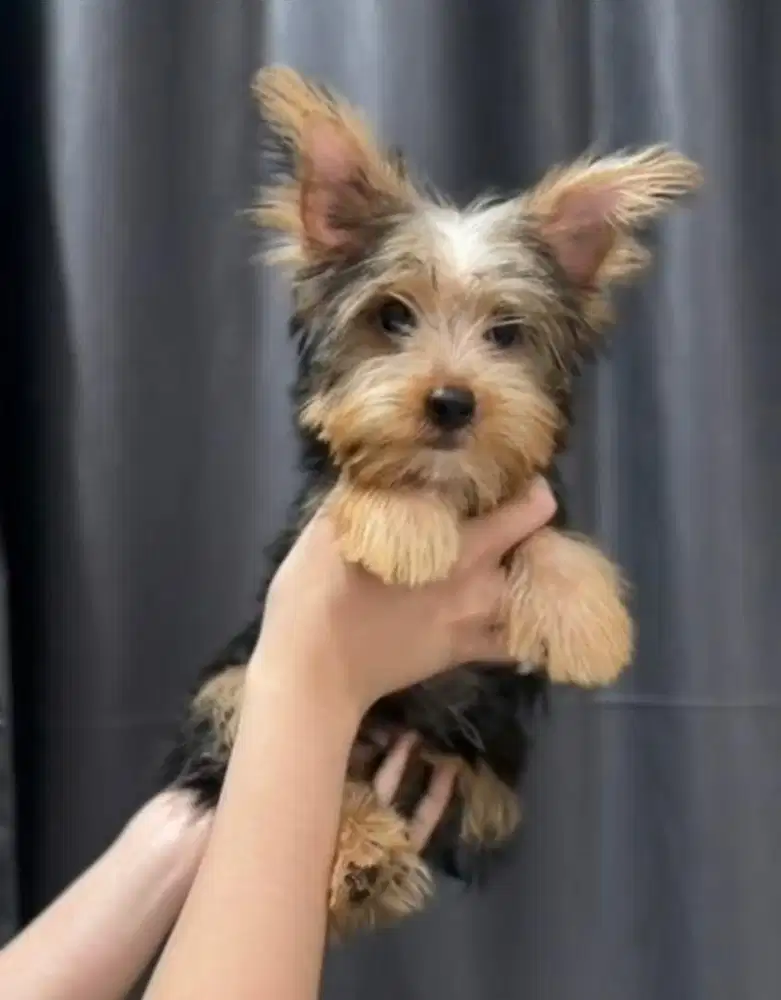 Yorkie /yorkshire jantan super cakep murmer stb vaksin