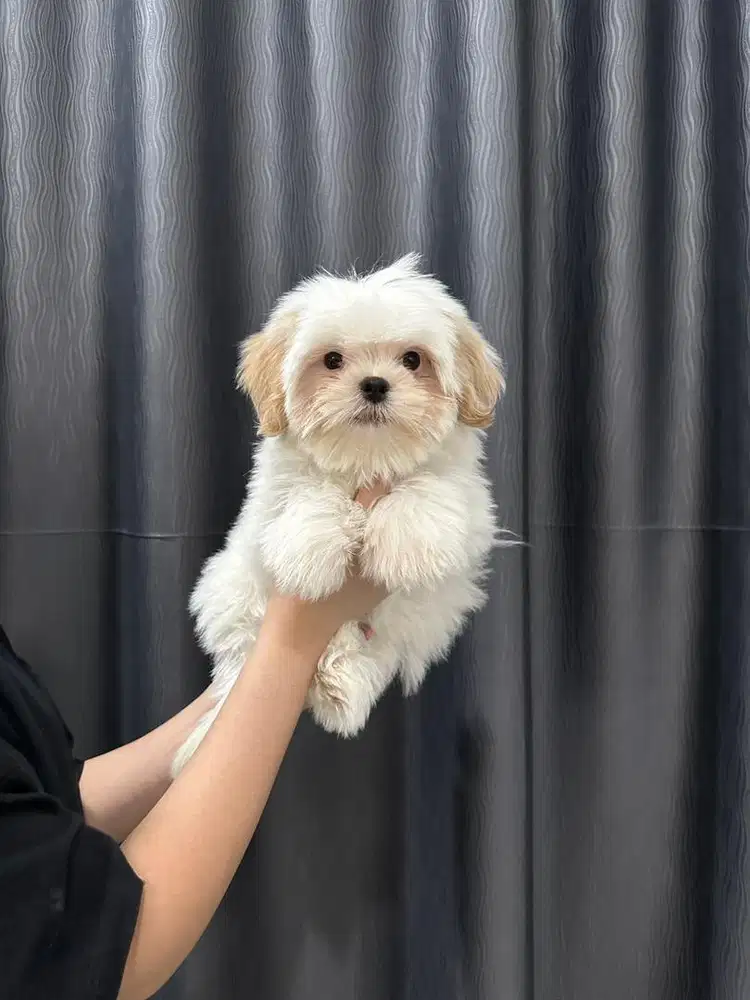 Shihtzu /sitsu /shitsu jantan stambum vaksin murmer