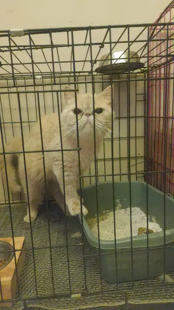 KUCING EXOTIC BETINA SEDANG ISI 1 BULAN