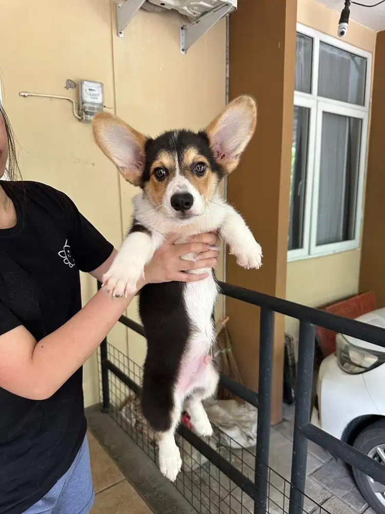 Corgi /pembroke welsh corgi jantan stambum vaksin murmer