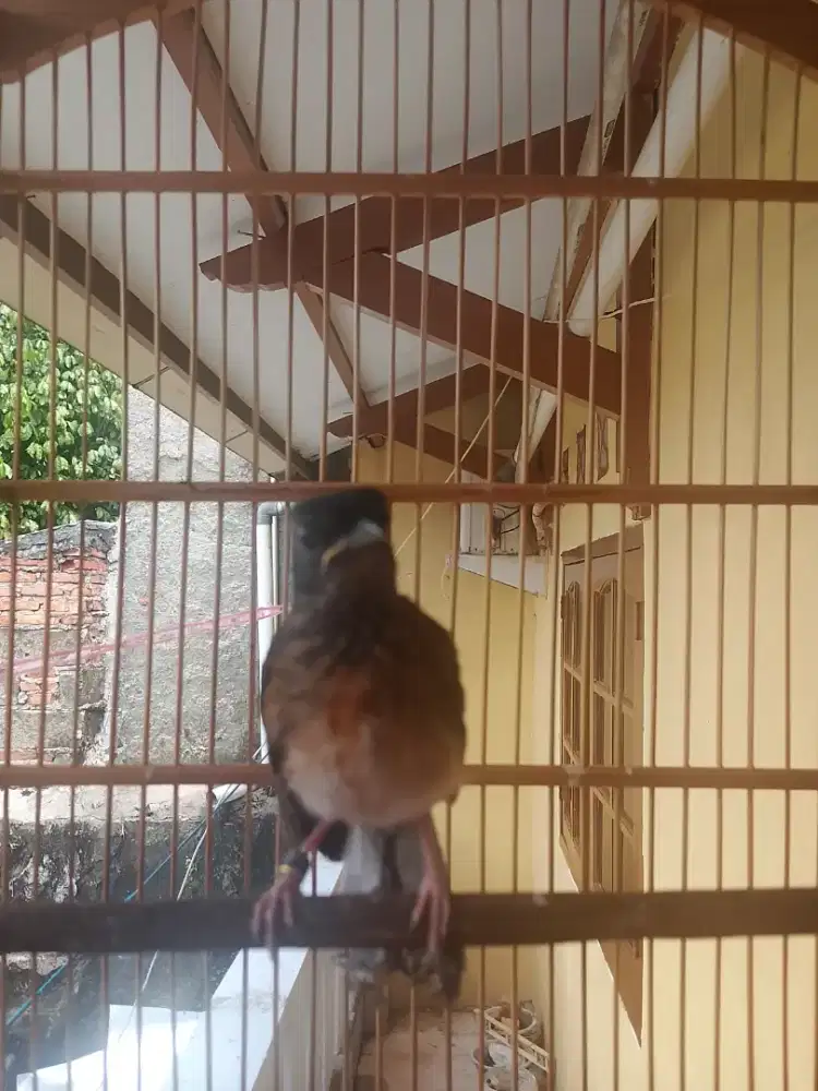 FS Murai trotol jantan umur 2,5 bulan ring kimcil