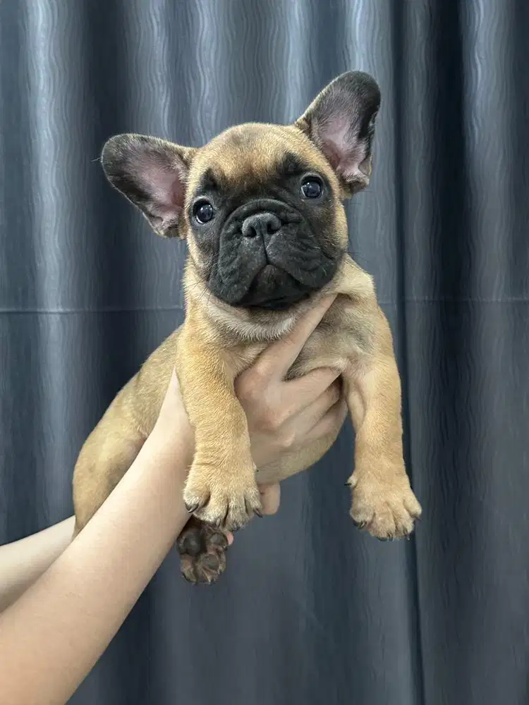Frenchie /french bulldog betina bloodline champion dan import