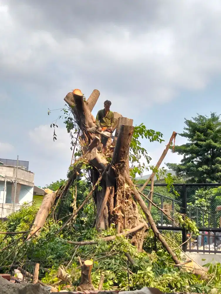 Jasa Tebang Pangkas Pohon dan Babat Rumput