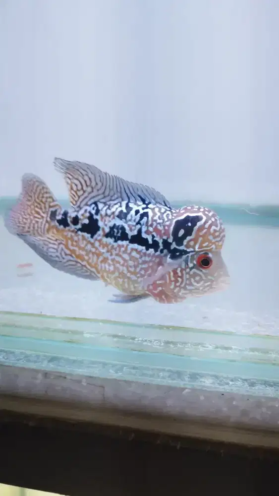 Louhan lohan Kamfa F2 ori Thailand