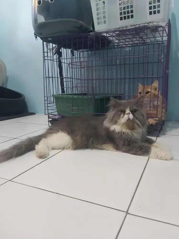 Persian peaknose Longair (Bicoulor)