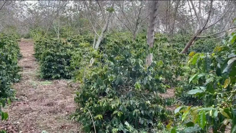 Dijual Tanah kebon kopi 8ha