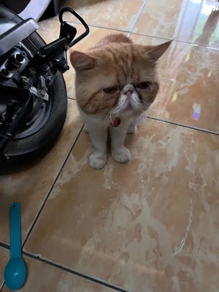 Kucing persia peaknose exotic jantan