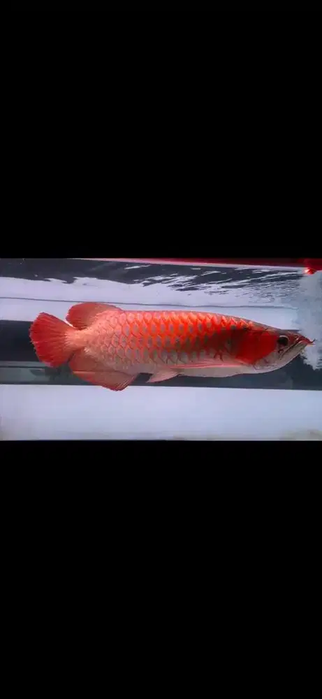 Arwana sr 45cm jual murah meiah