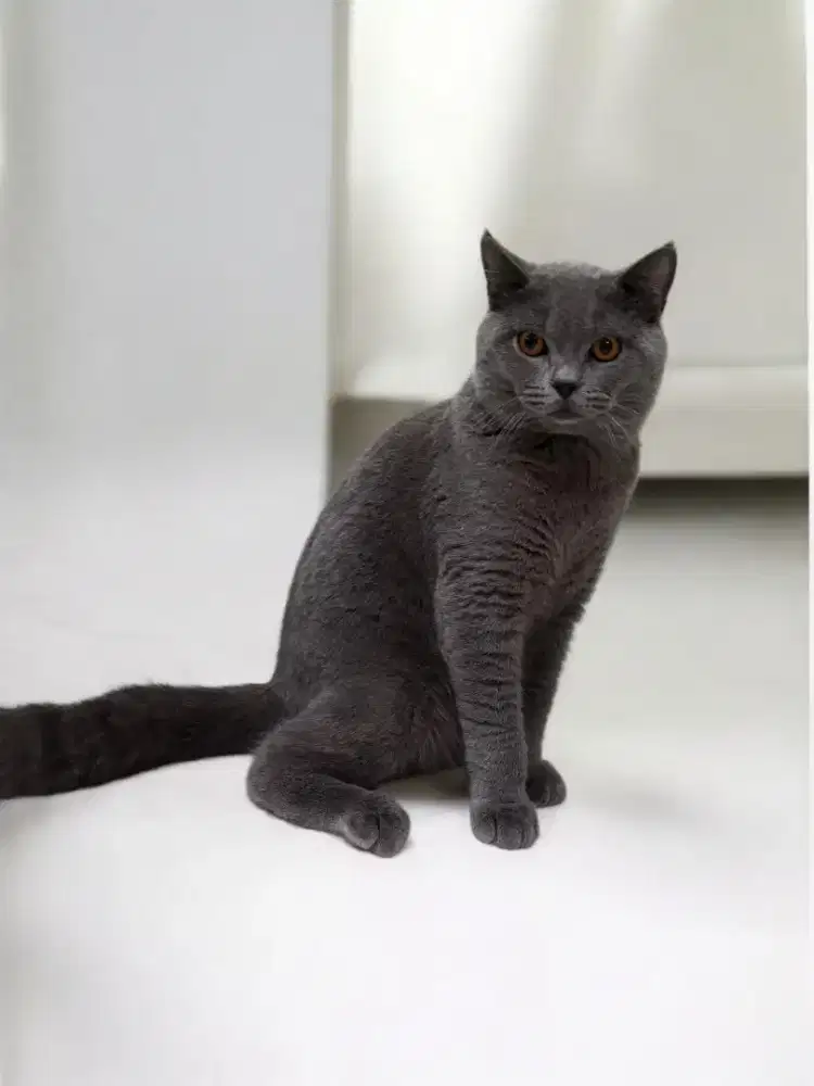 BRITISH SHORTHAIR BLUE SOLID PURE