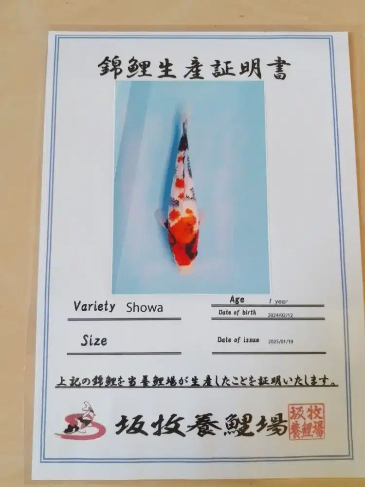 Ikan koi jenis Showa import sertifikat 37cm