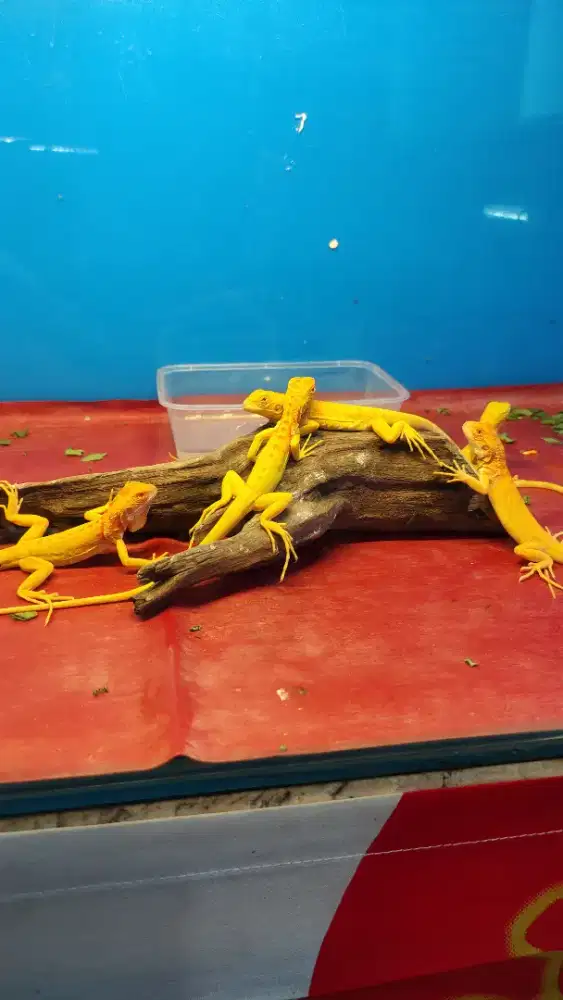 Iguana Red Albino PH Snow