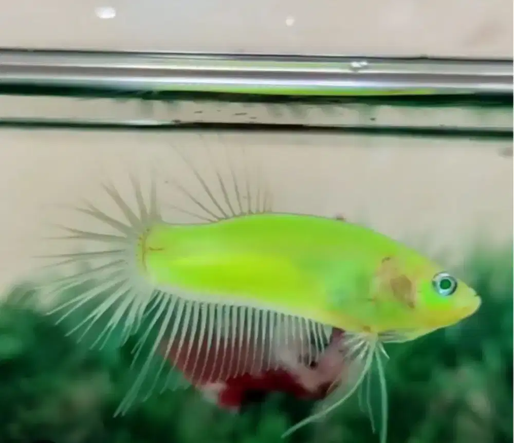 Cupang Glofish Hijau Menyala Koleksi Terbaru