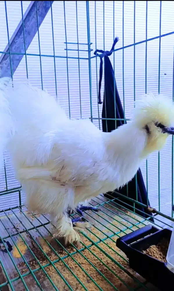 Ayam Silkie Jantan