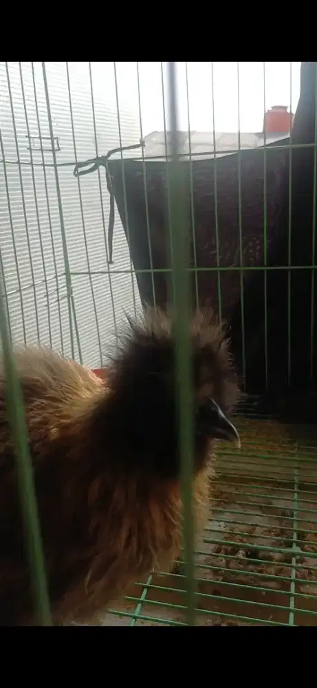 Ayam silkie abu dan buff red